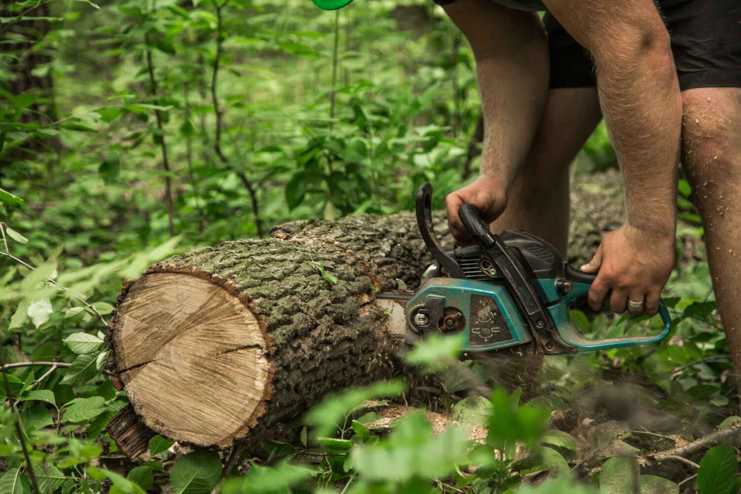 Best Tree Branch Trimming  in USA